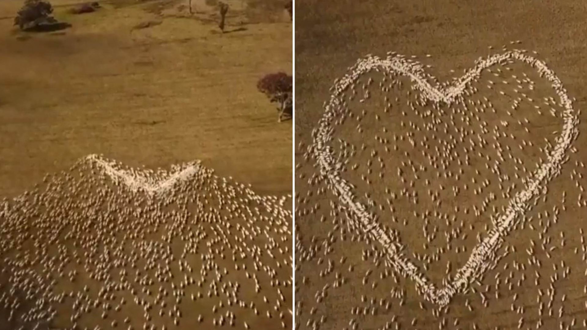 ⁣Cách một người nông dân New South Wales thể hiện tình yêu với người quá cố